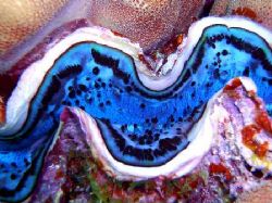Closeup of the Giant Clam.
Macro mode, Casio Exilim by Rafal Grzeskowiak 
